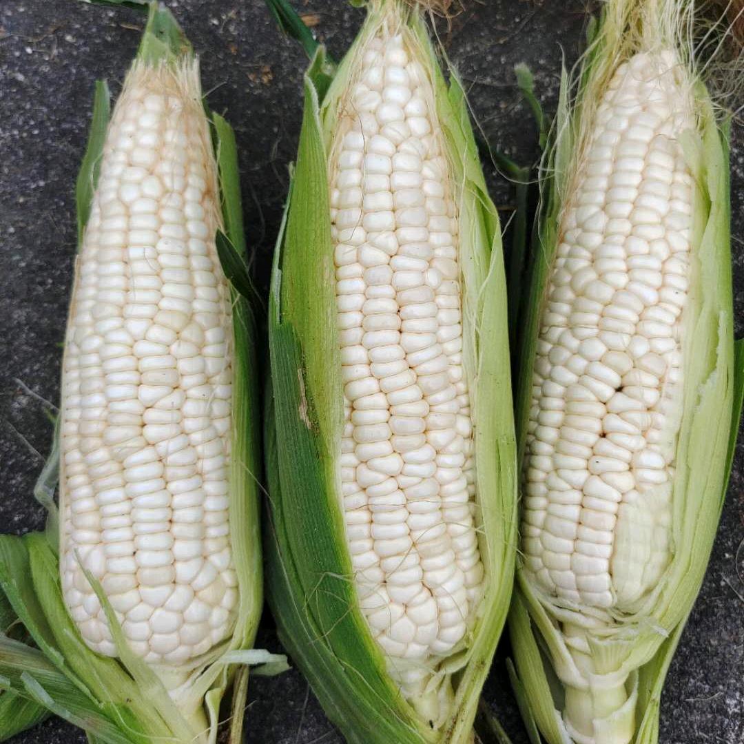 不种地的农业人