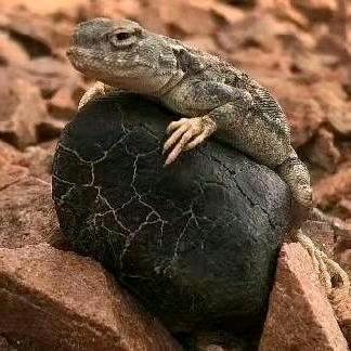 陨石收藏