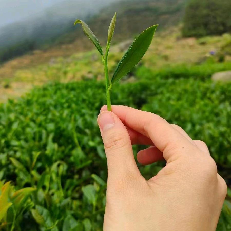 得韵茗茶馆