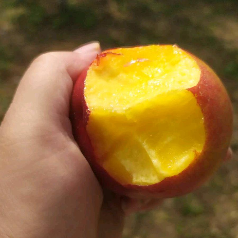 临猗县耽子玉良小卖部，良子果业