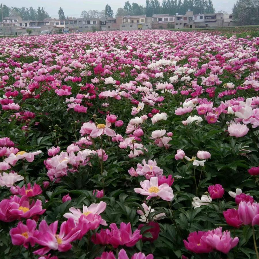 绿之美中药材种植专业合作社