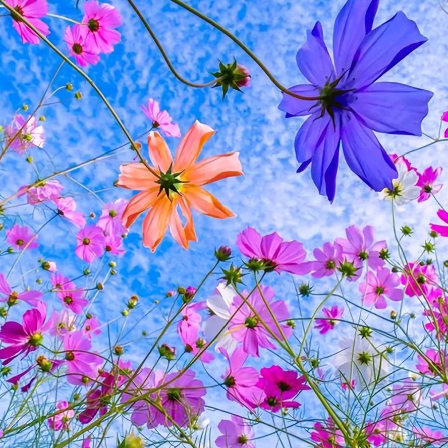 莓烦恼寻开心🧸