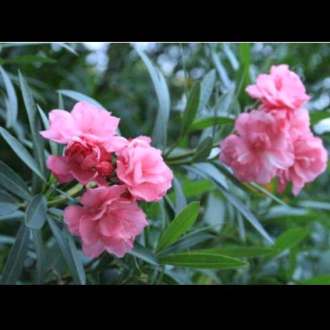 叶里藏花