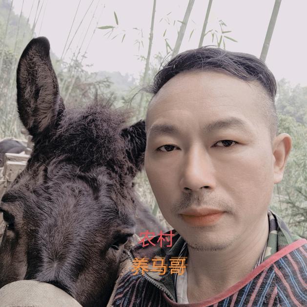 农村养马哥