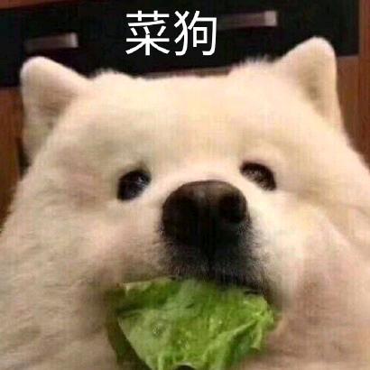 菜狗中长跑