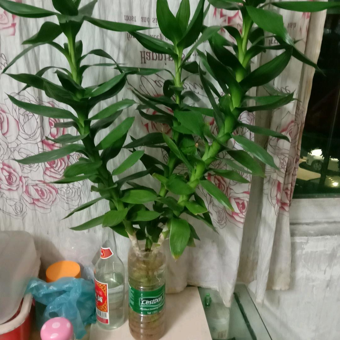 刘付