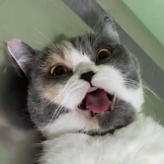 糖糖宝宝🐱🐱🐱