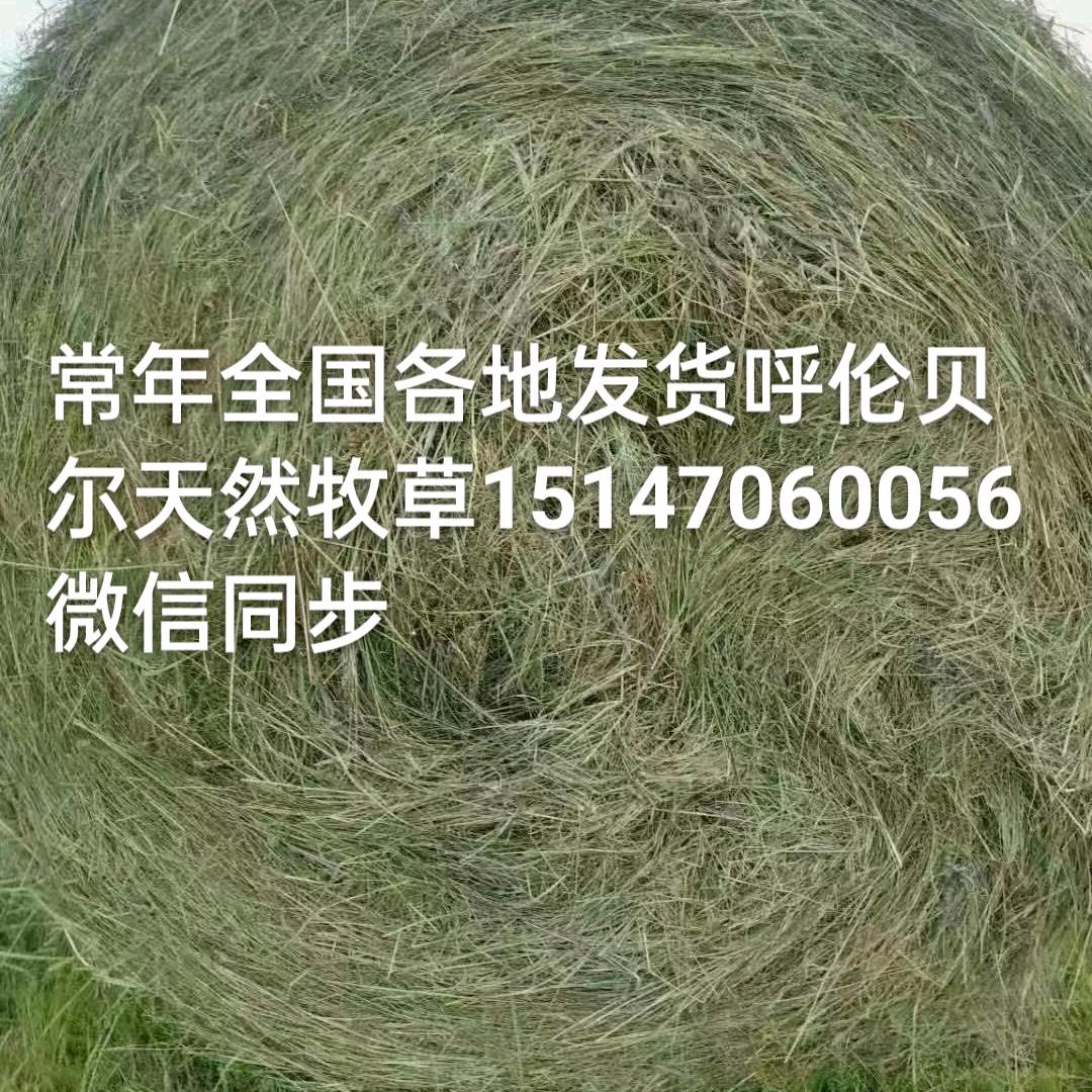 呼伦贝尔喜哥草业