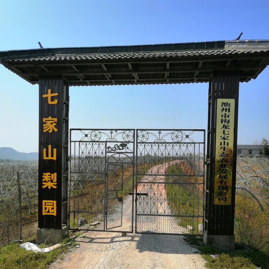 梅龙七家山梨园