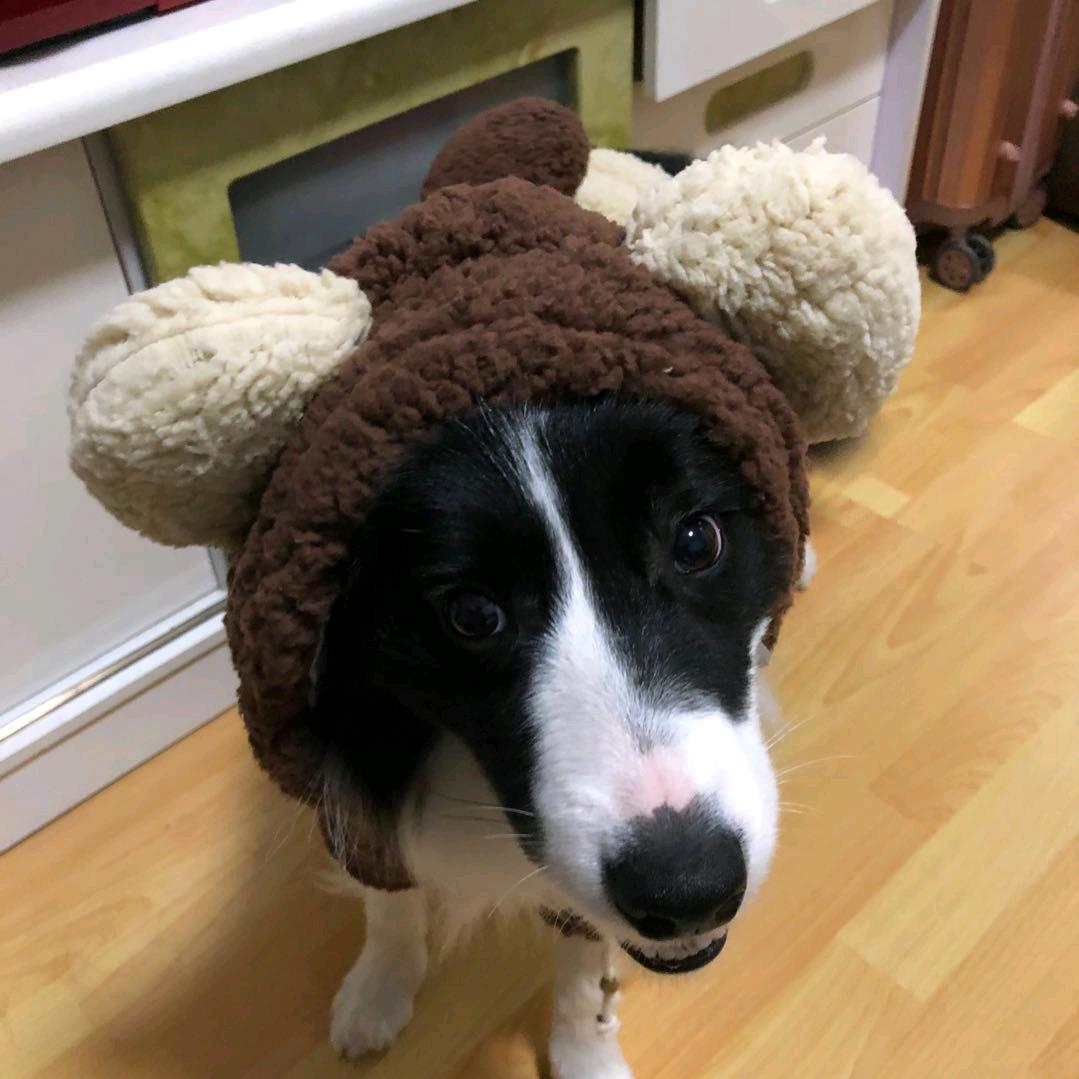 ZG.rabbit 种花·菟🐇