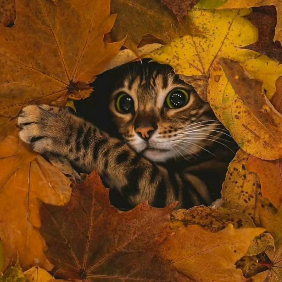 薛定谔的猫S