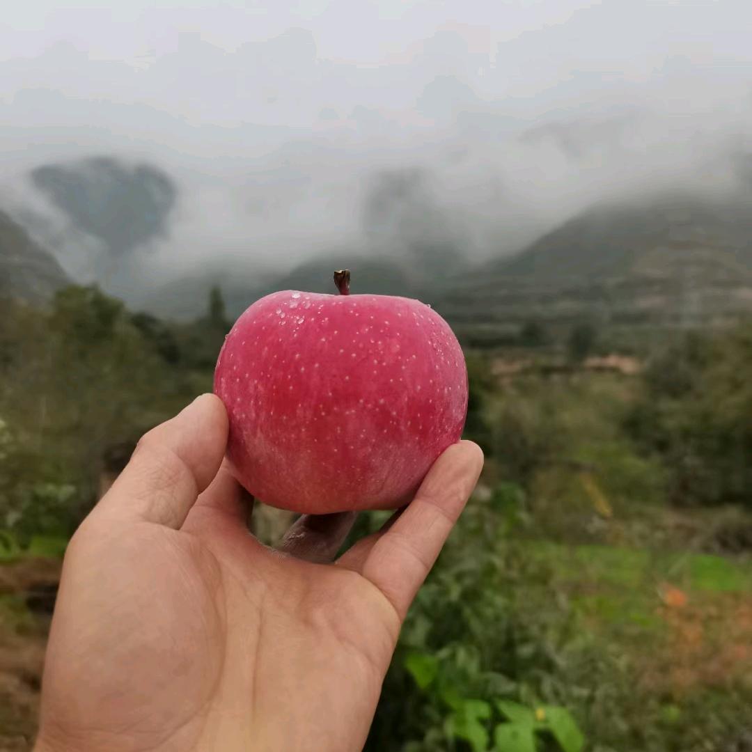 秀娟的凤阁岭苹果