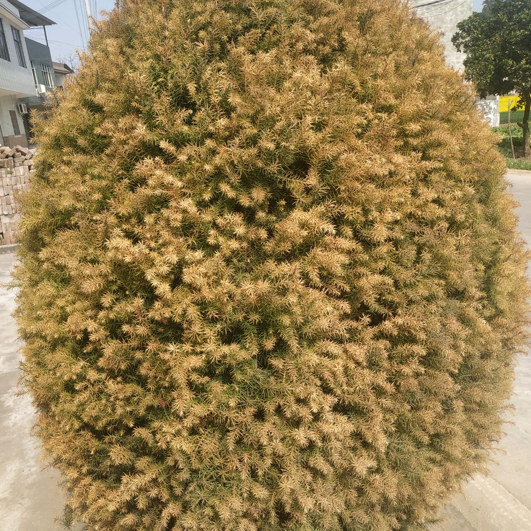 hhg