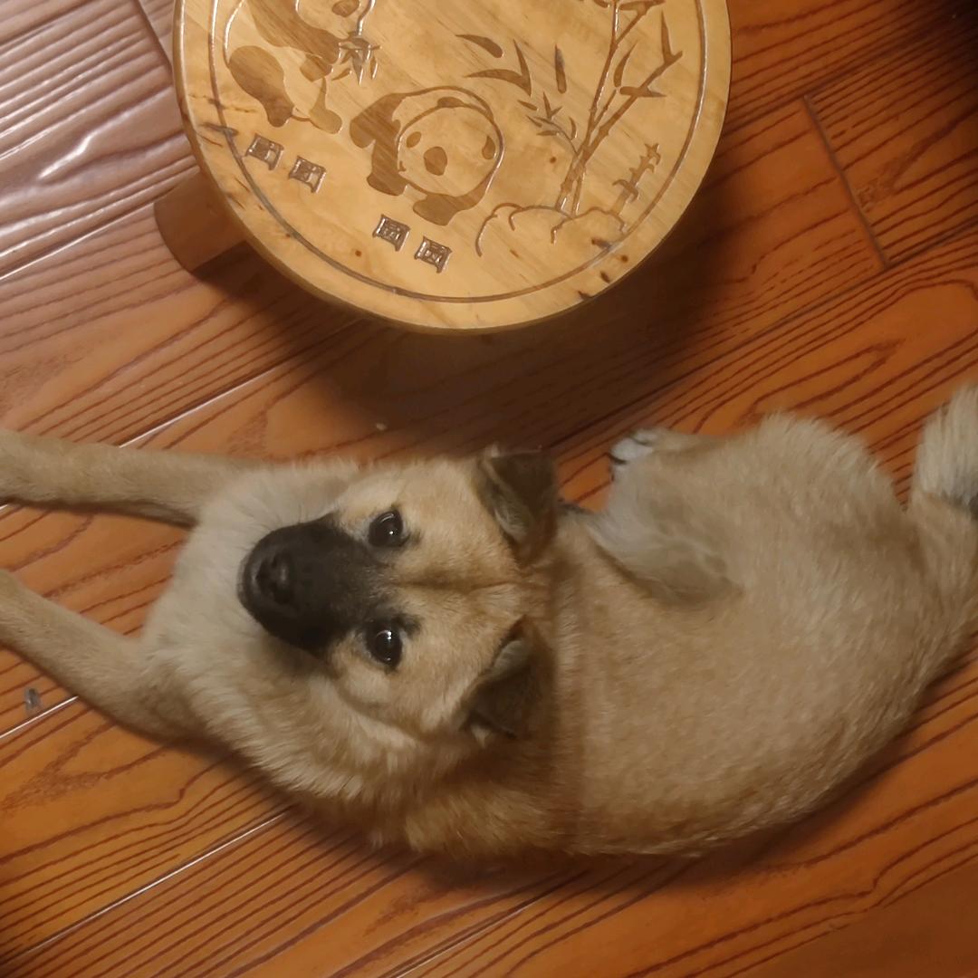 螺音蜗居的豚豚