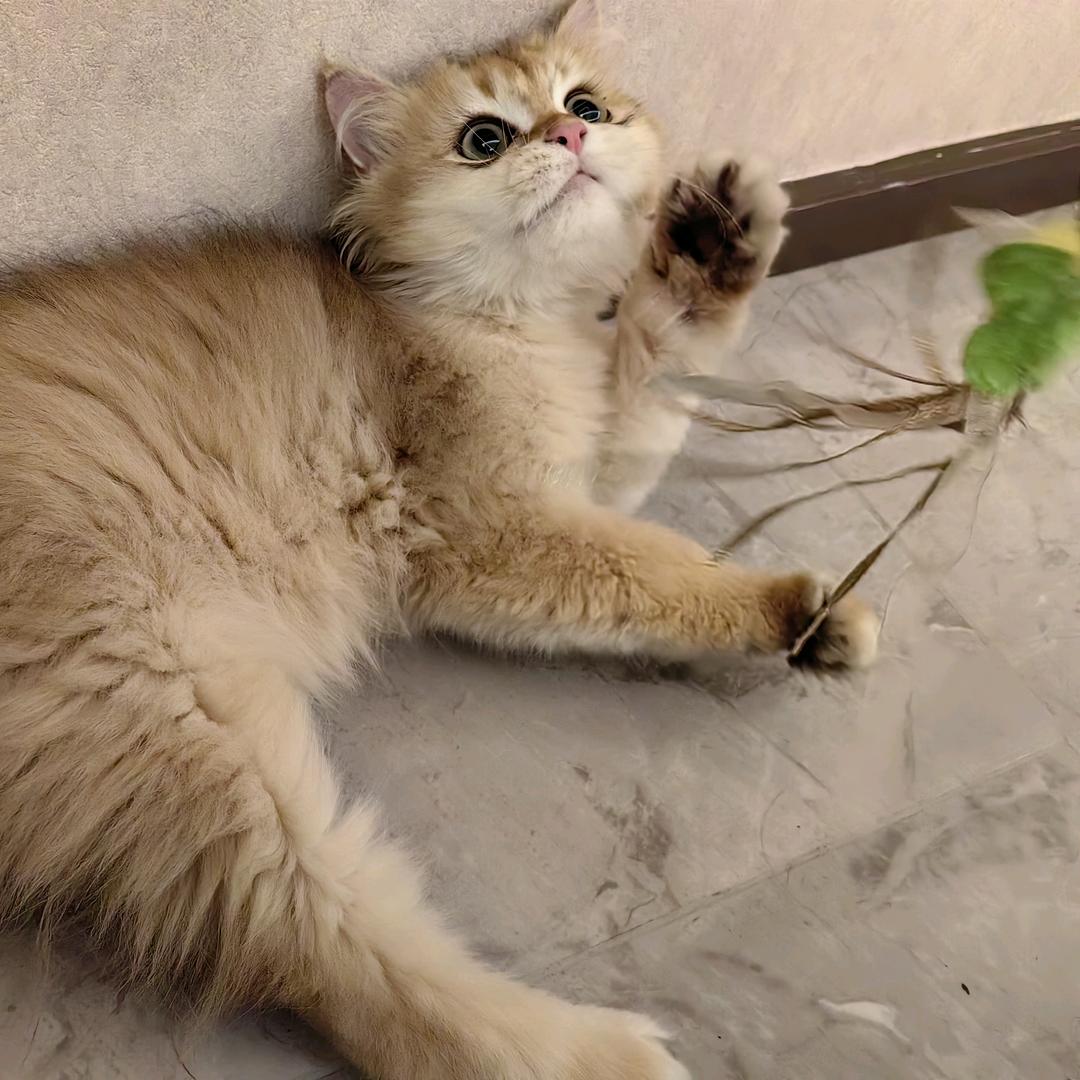 我是一只金元宝