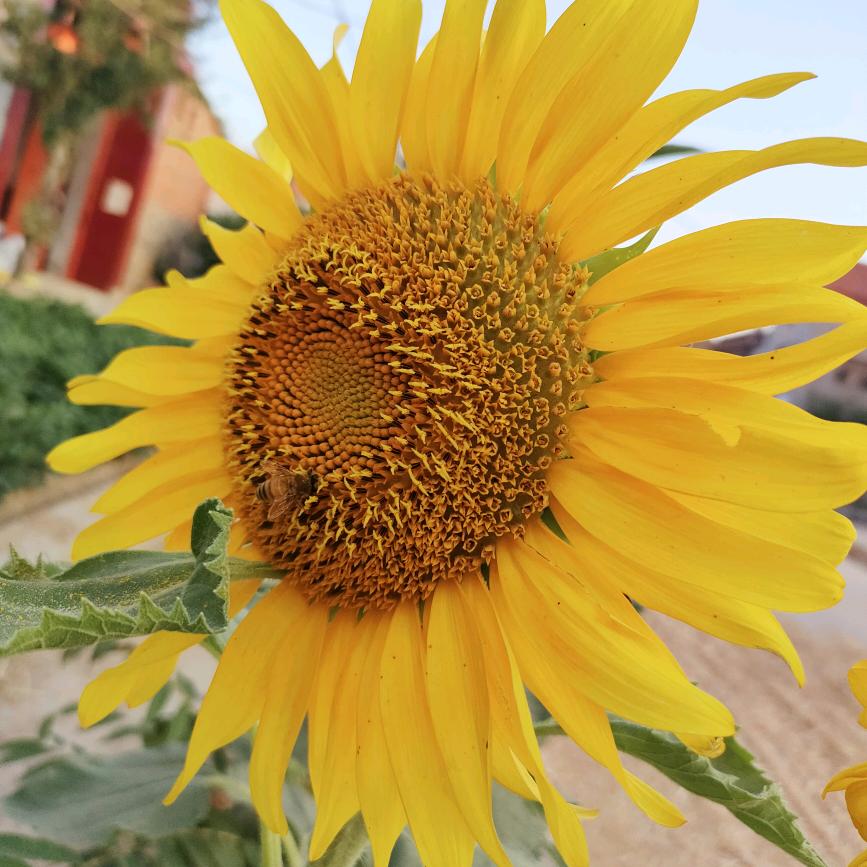 向日葵🌻的微笑