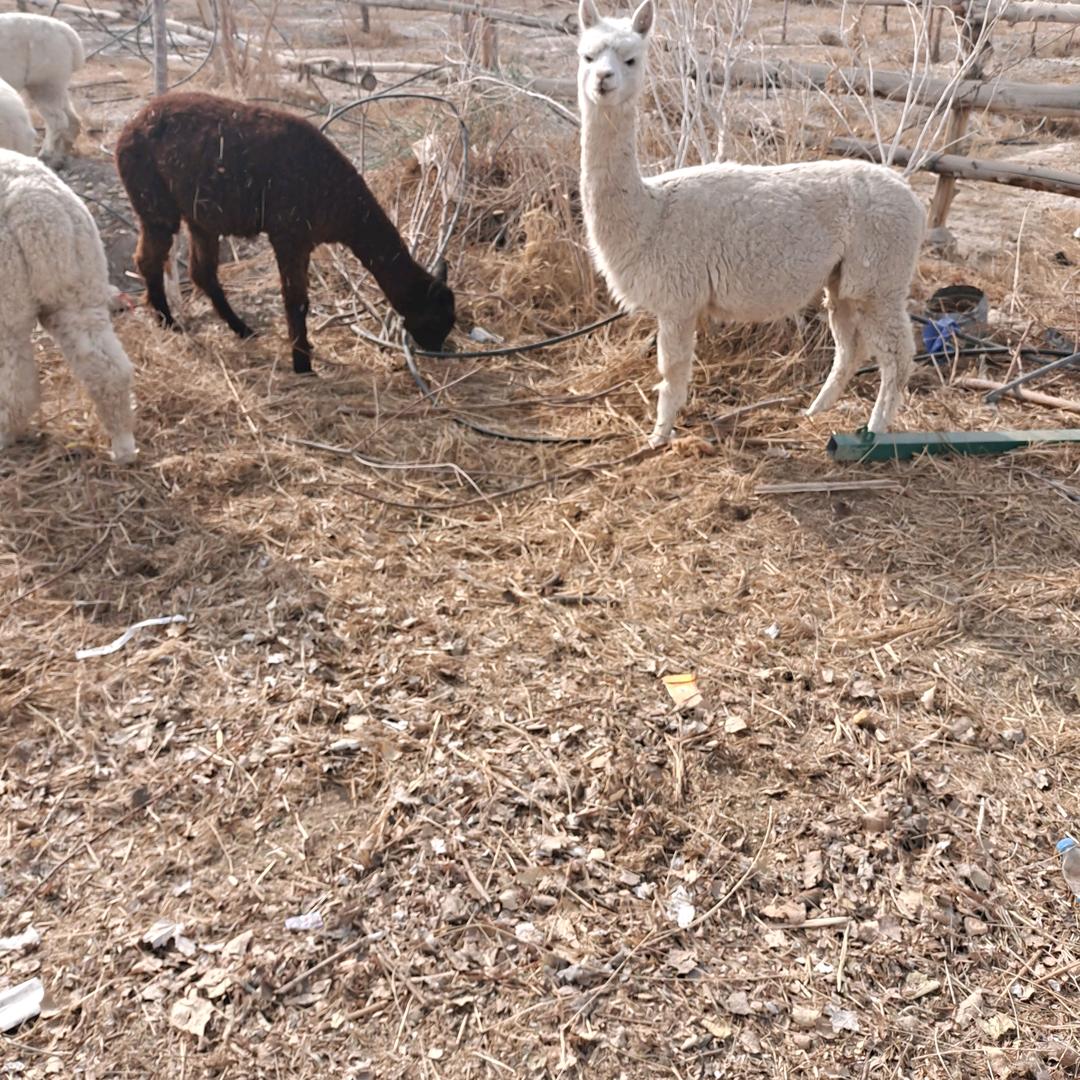 美丽新疆