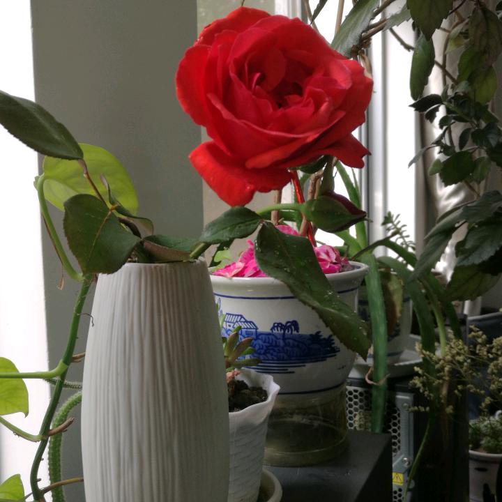 笑口常开，好彩自然来