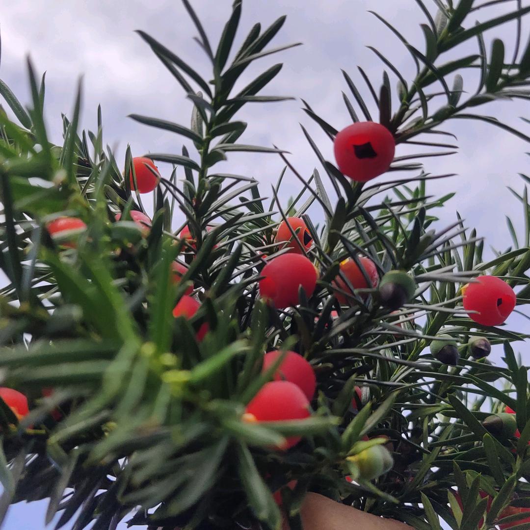 徽县泥阳苗木市场