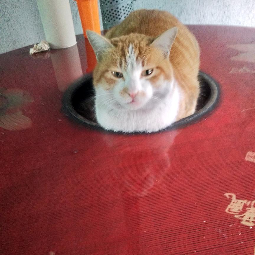 猫猫你睡我不睡