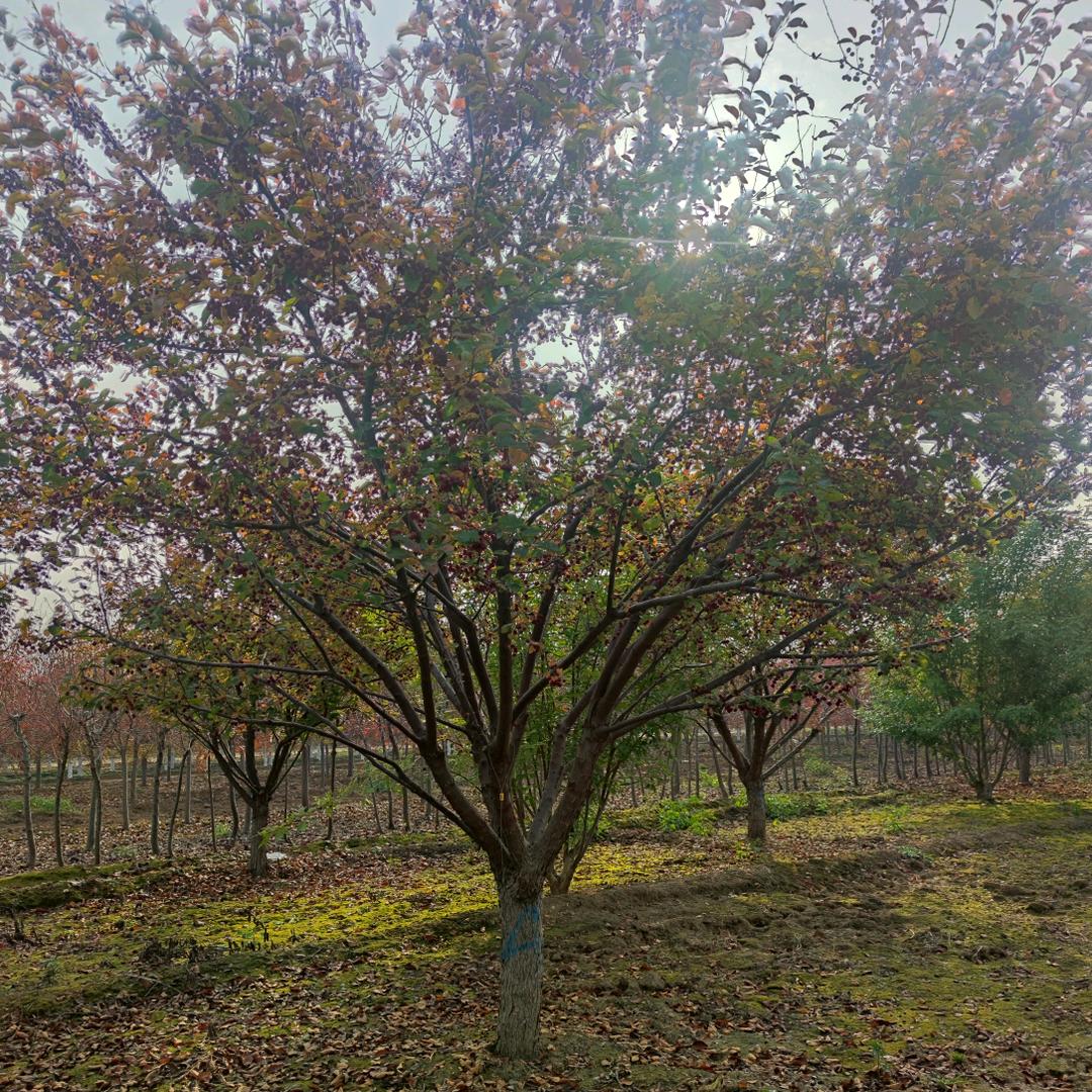 华青园林(采购主管)苏腾飞