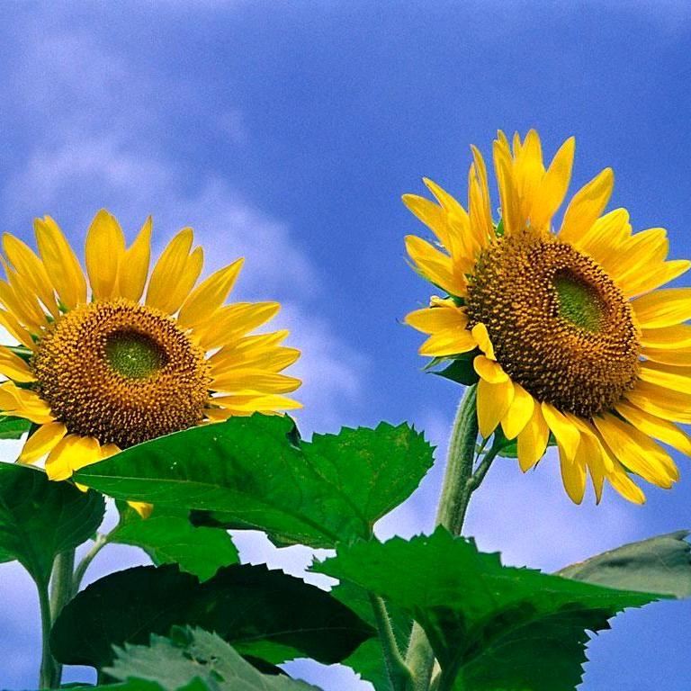 @小雅🤗️🌼️