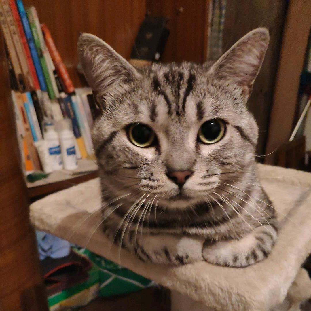 锦衣郎与连枝鸟