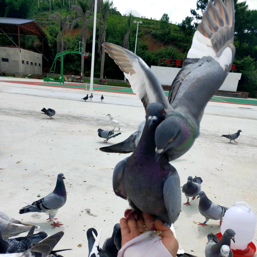 播植良鸽园~简约