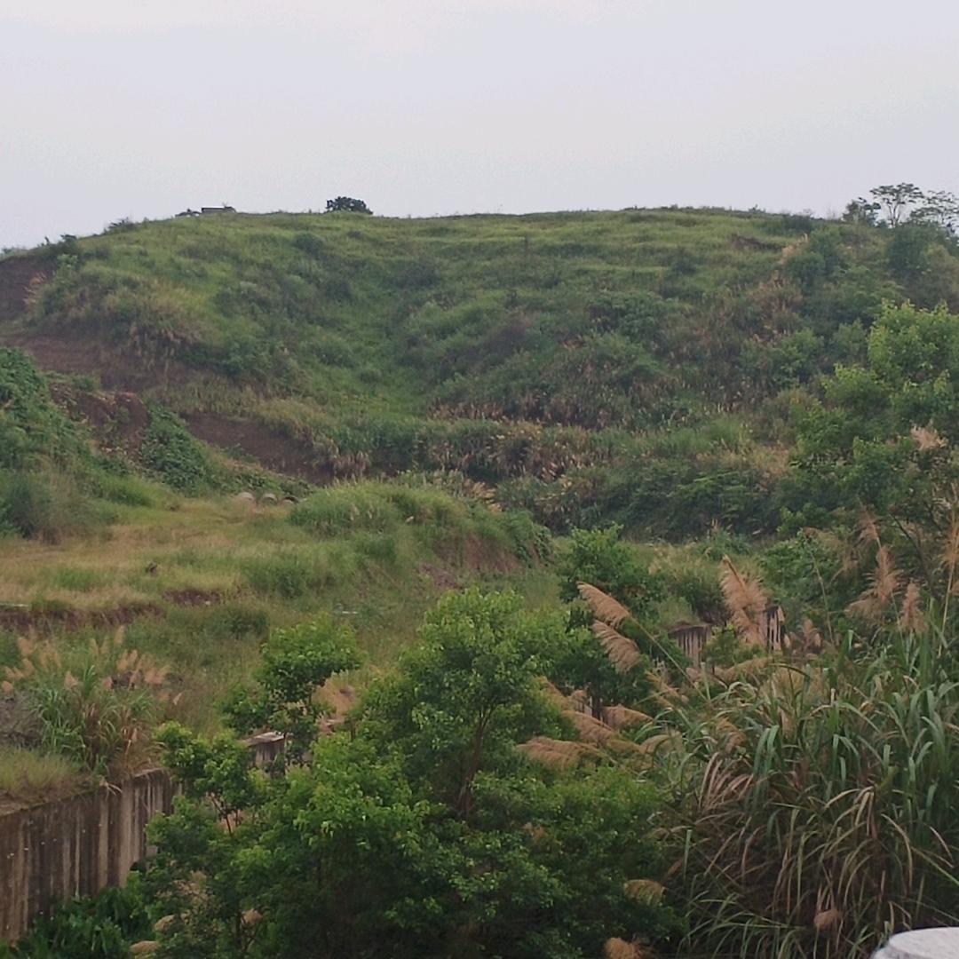 🌹🌷风里来雨里去🌷🌹