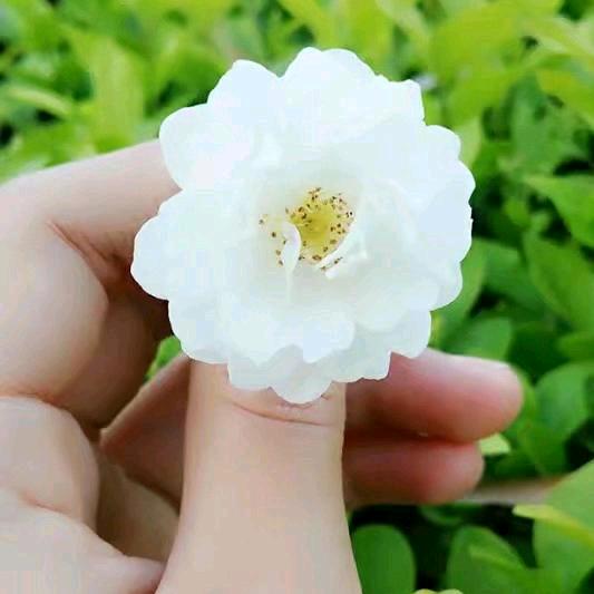 এ᭄ꦿ꯭ꫛ吕꧔ꦿএ᭄💕
