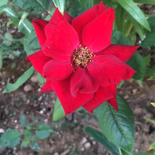 兰花草🌸