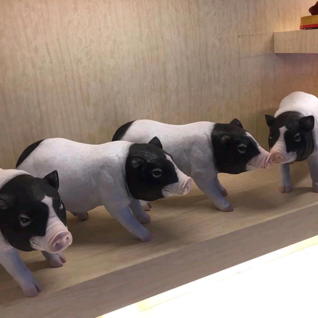 巴马小明同学(原种巴马香猪养殖人)