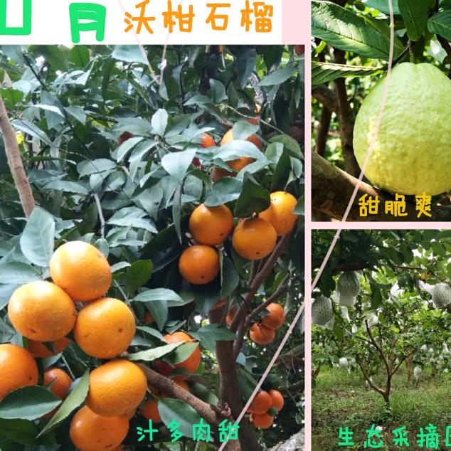 晓润家庭农场（山背石榴采摘基地）