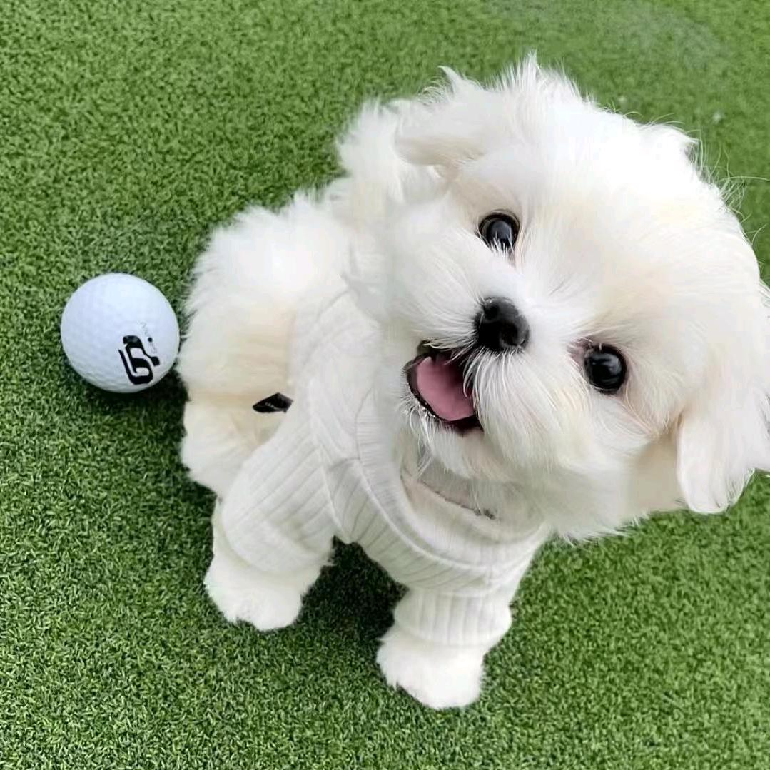 熠奥毛孩子〖直播〗