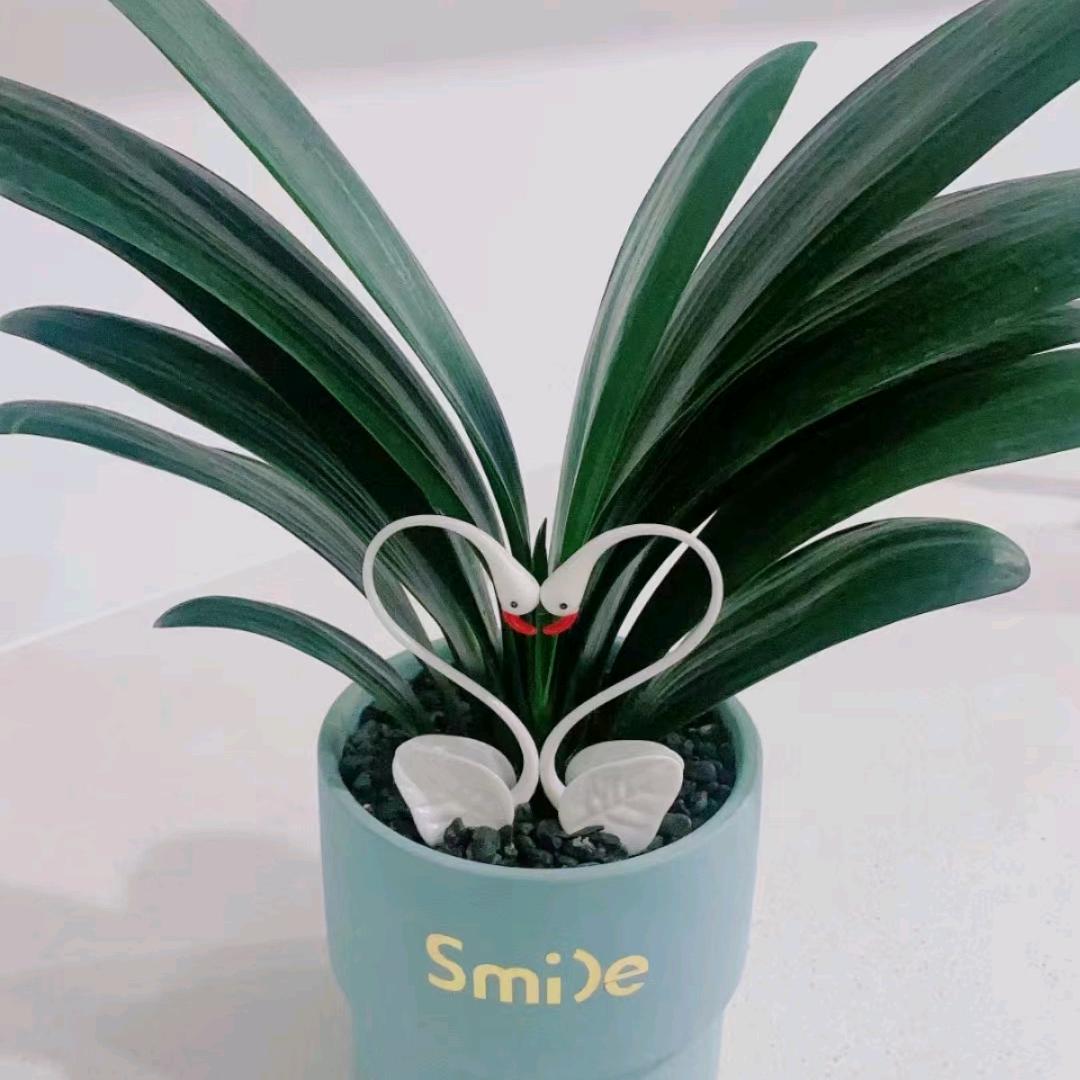 琪芬百货商行