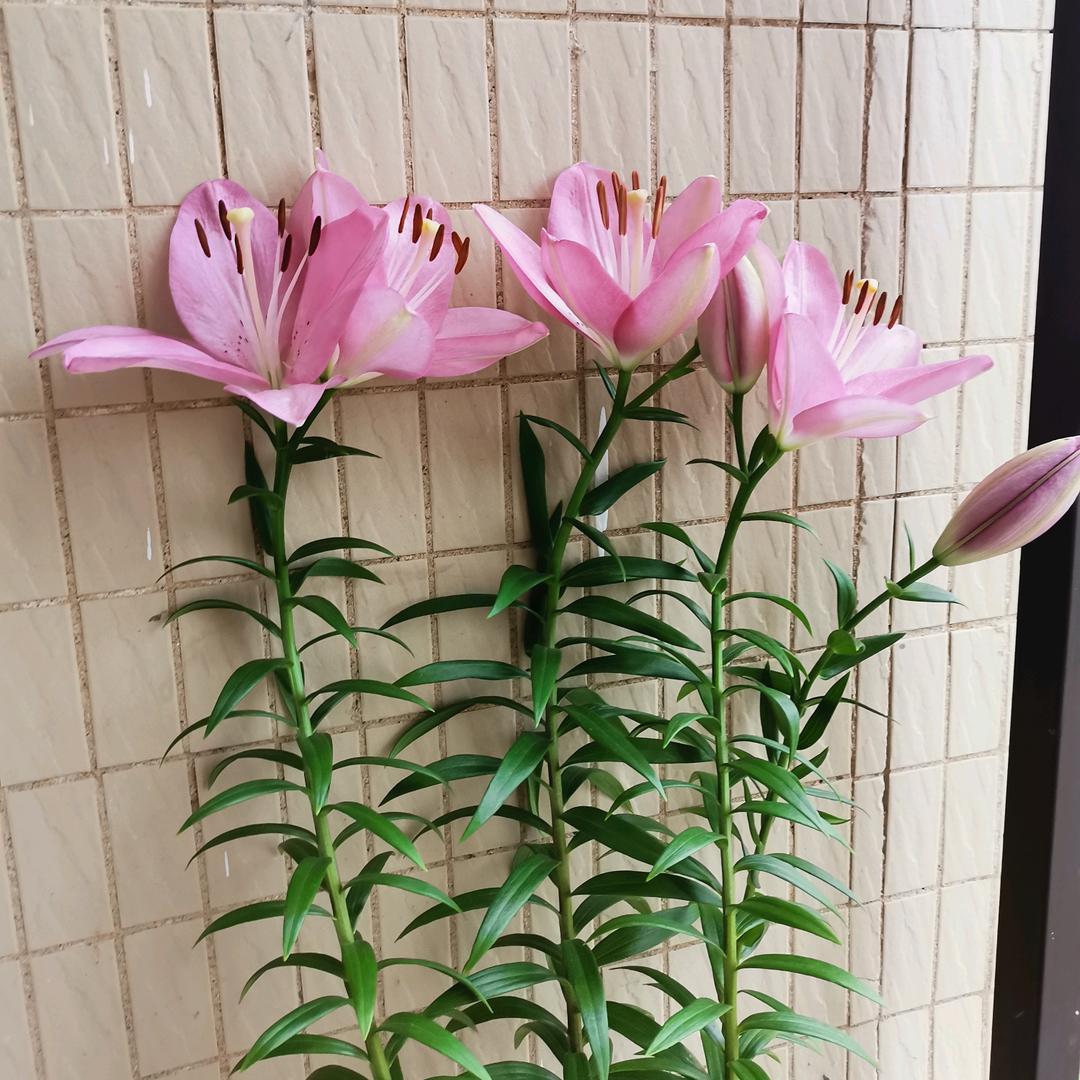 幸运