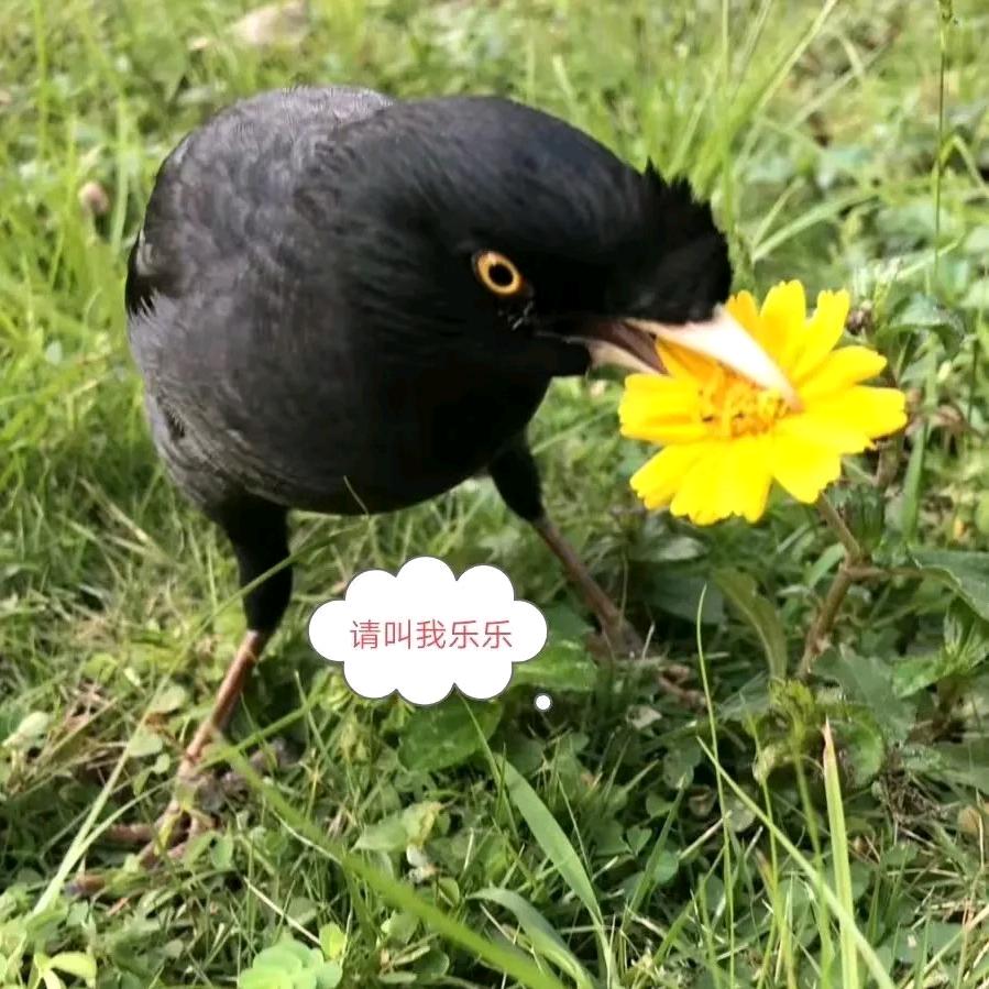 乐乐和靓仔