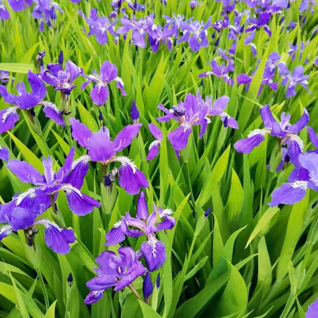 郑州鸢尾草坪基地