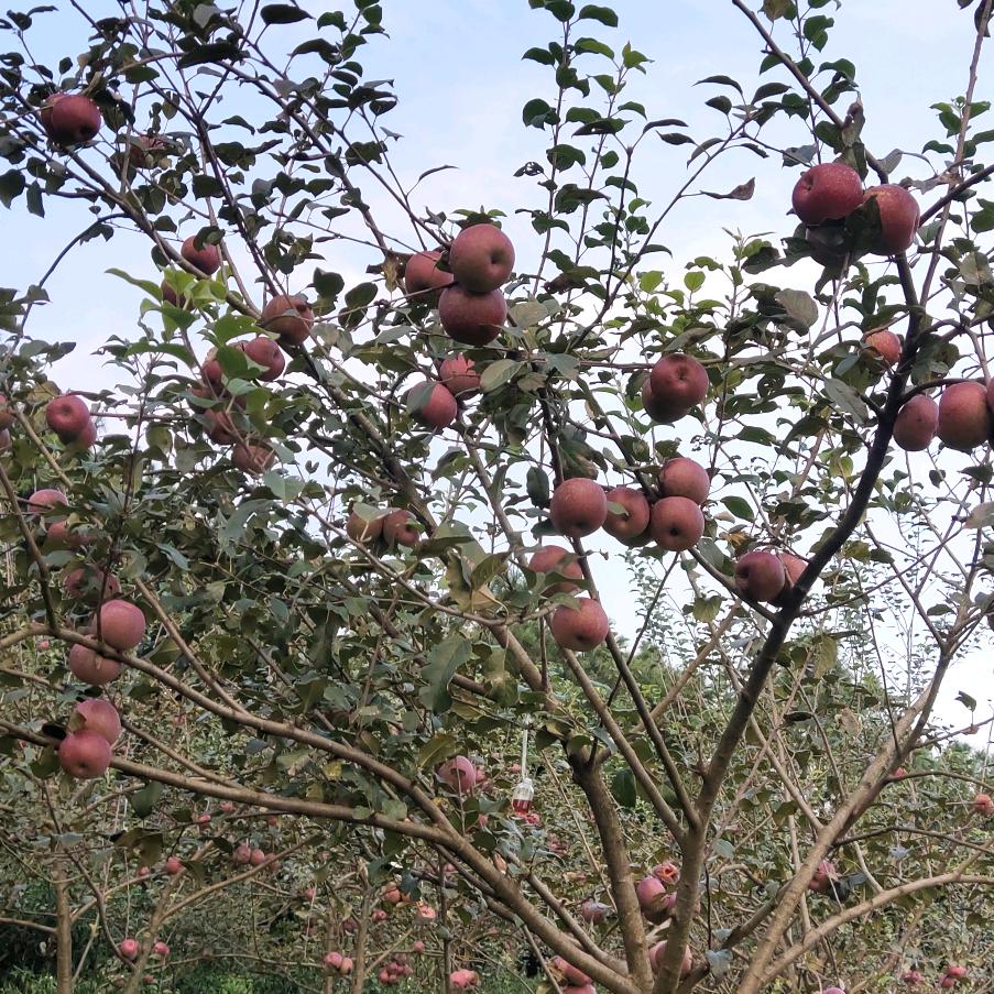 苹果🍎🍎小姐姐😜