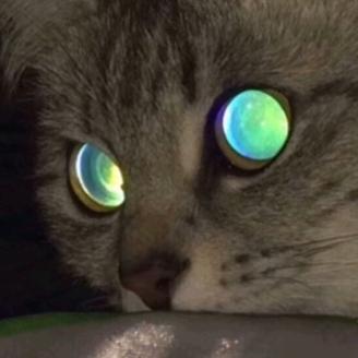 打死不喝柠檬茶