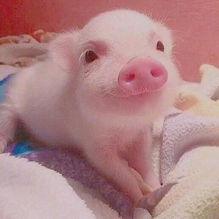 那年那月那只猪