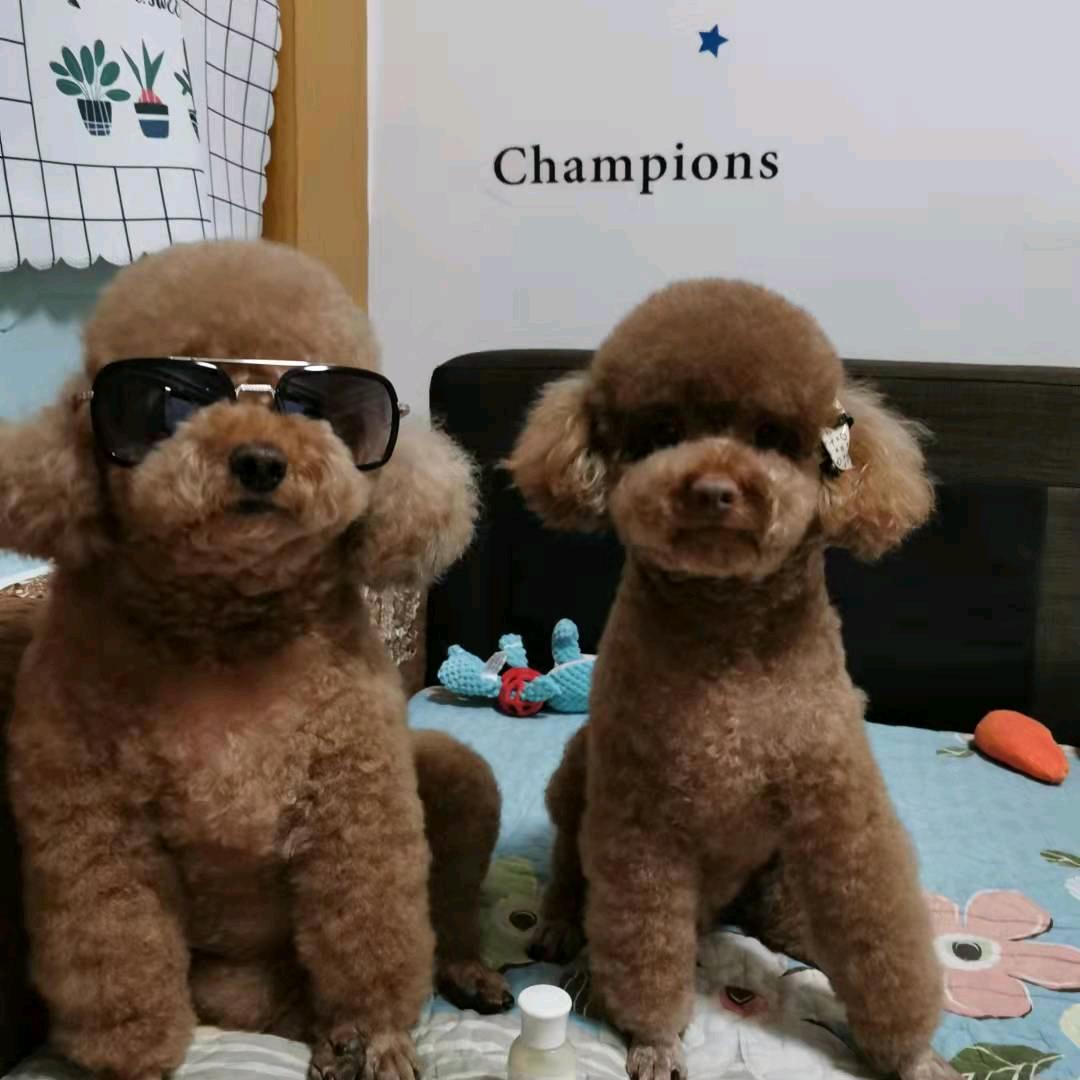 我是铲屎官