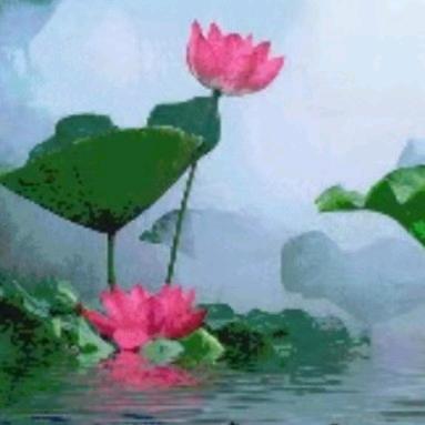 雨荷