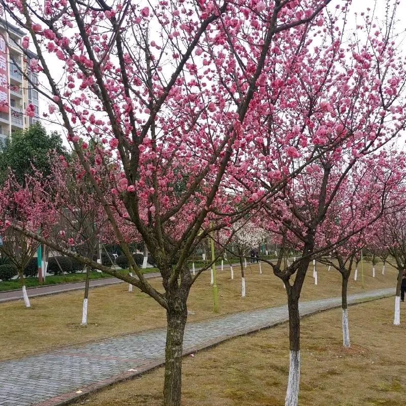 陈🌺