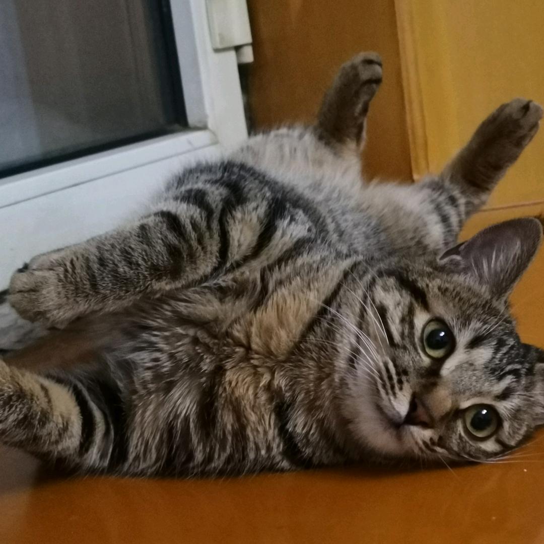 牛牛妈