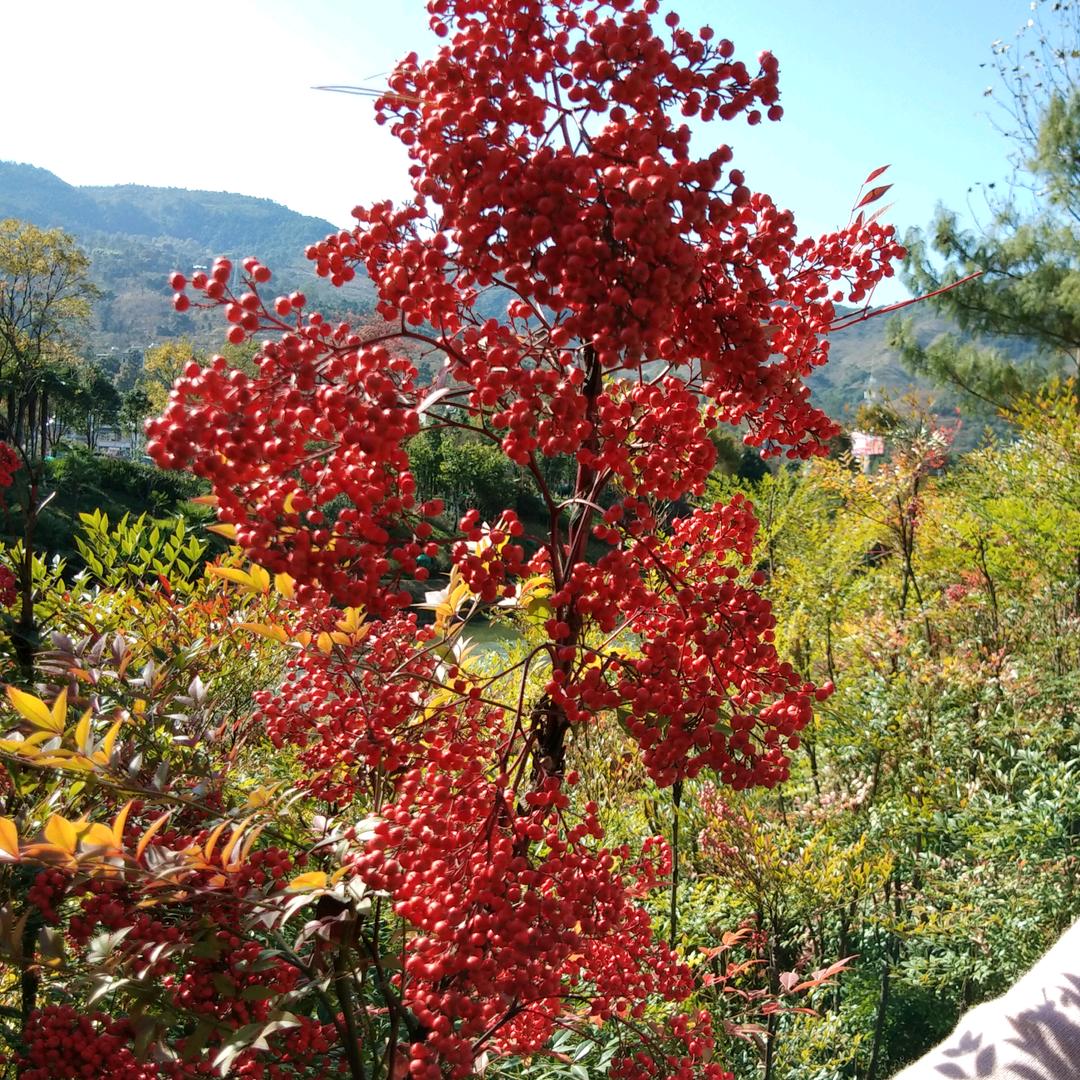 昆明林木种子，绿化种子159694072