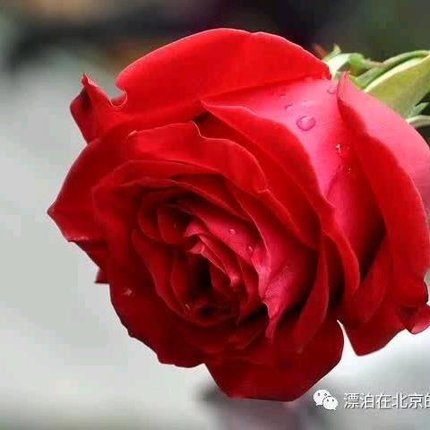好运连连