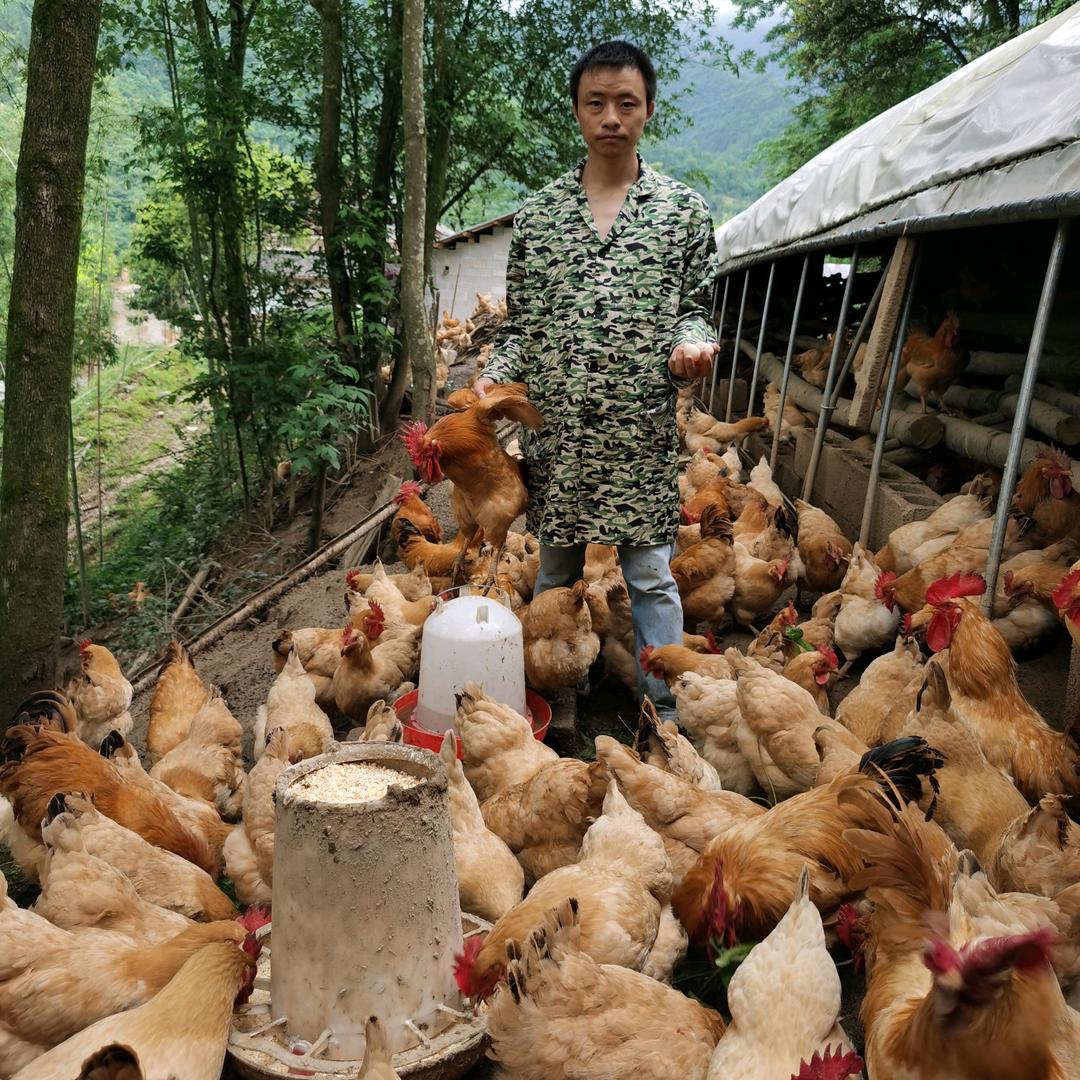 恩施市龙凤镇青堡村良食农牧场