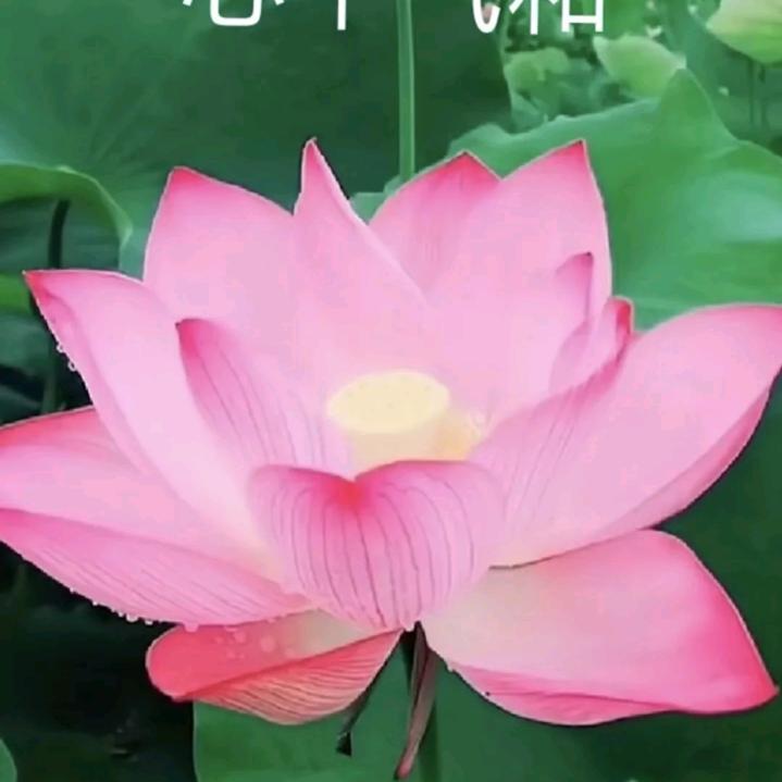 凉透心