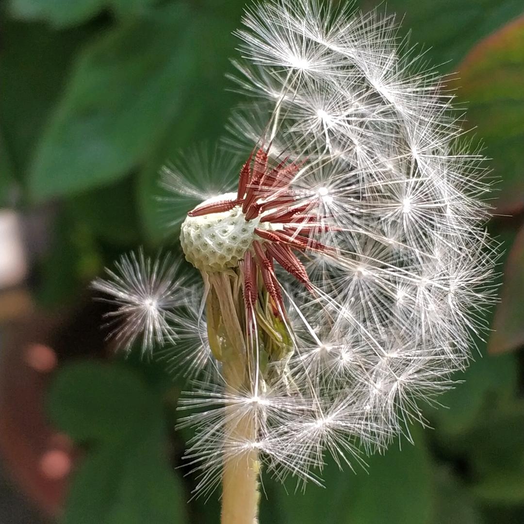 我是一颗蒲公英的种子